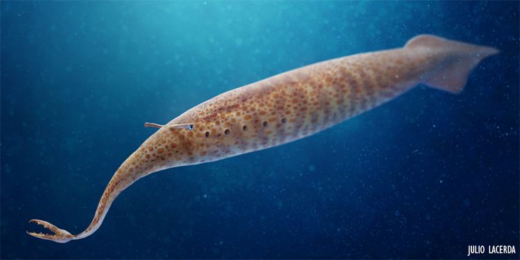 Tullimonstrum Halfcentury old Tully Monster fossil finally Earth Archives