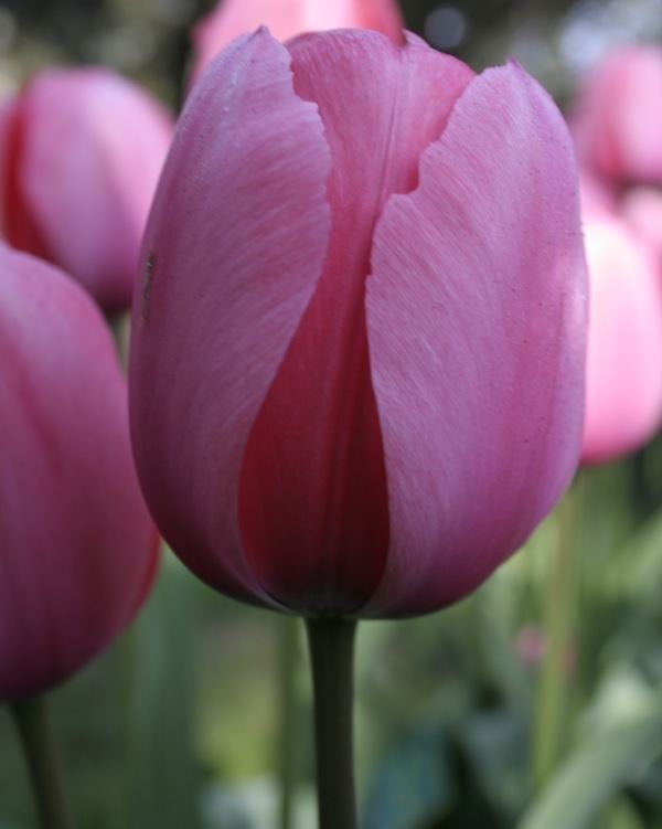 Tulpan tulipa Pink Impression Darwinhybridtulpan stora tulpanlkar