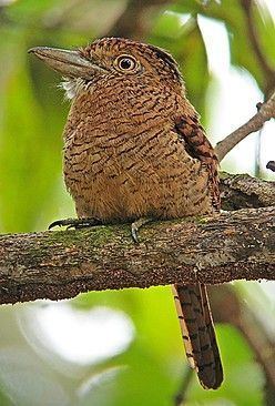 Tumbes-Chocó-Magdalena Barred Puffbird Occurs in forests in the TumbesChocoMagdalena of