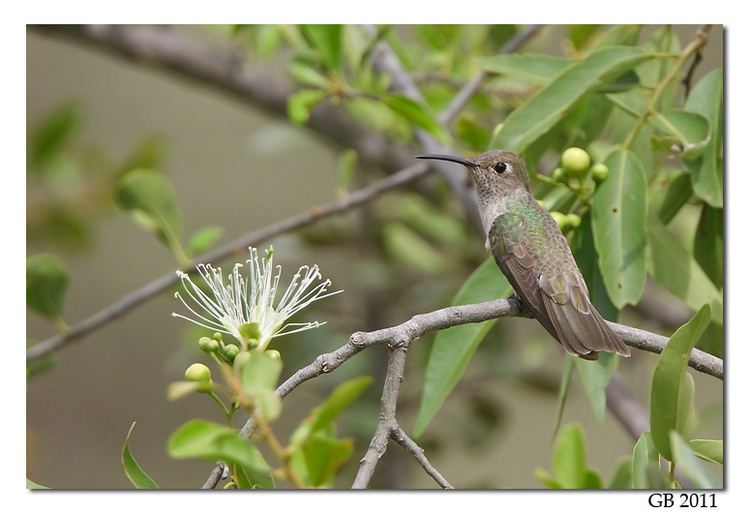 Tumbes hummingbird HUMMINGBIRD
