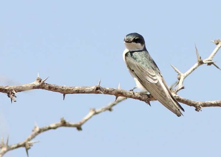 Tumbes swallow Tumbes Swallow Tachycineta stolzmanni videos photos and sound