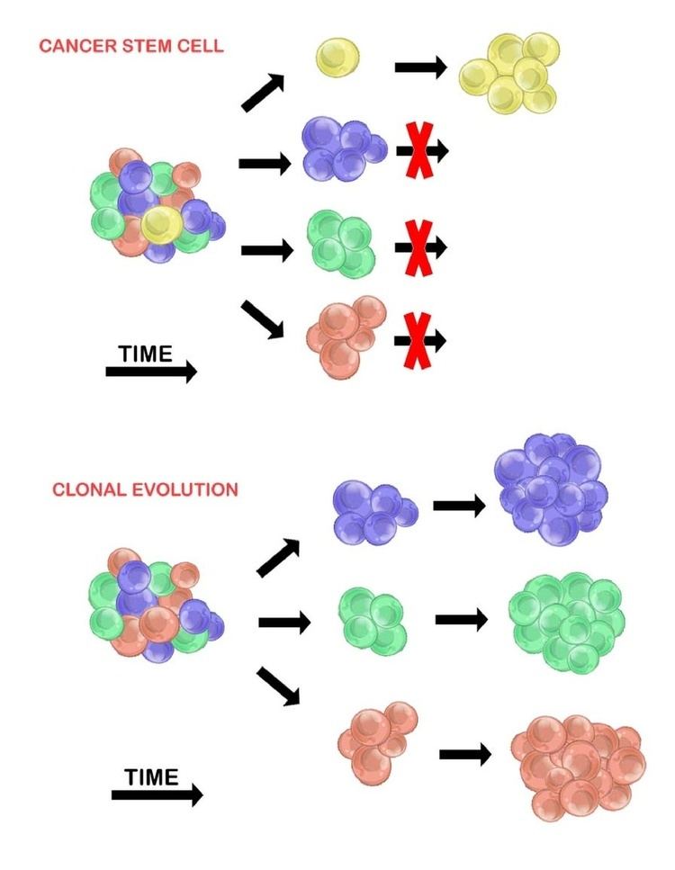 Tumour heterogeneity