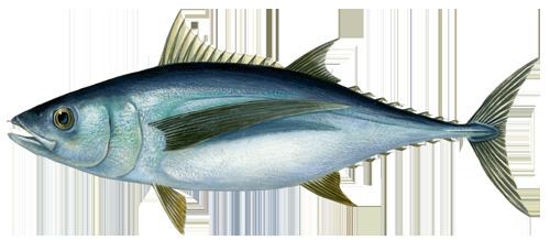 Tuna Tuna Marine Stewardship Council