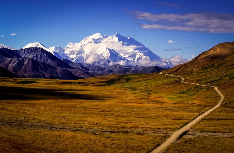 Tundra Denali Tundra Wilderness Tour See Alaskan Wildlife In Denali Park