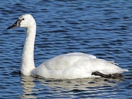 Tundra swan Tundra Swan Identification All About Birds Cornell Lab of
