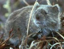 Tundra vole httpsuploadwikimediaorgwikipediacommonsthu