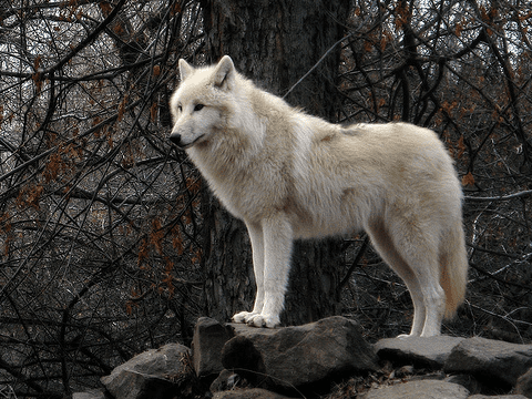 Tundra wolf wwwallthingscanidorgtundra20wolf202png