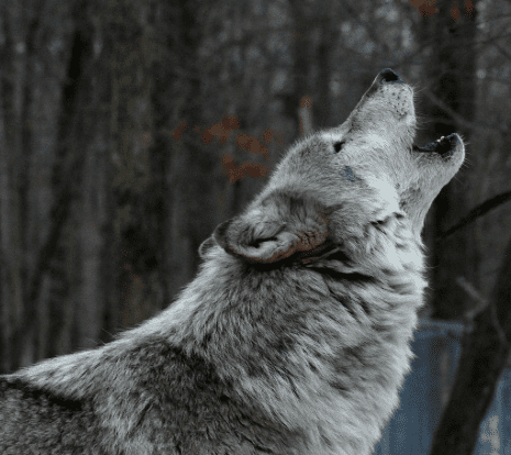 Tundra wolf Tundra Wolf
