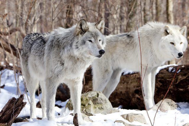 Tundra wolf Facts About Tundra Wolves Cutenesscom