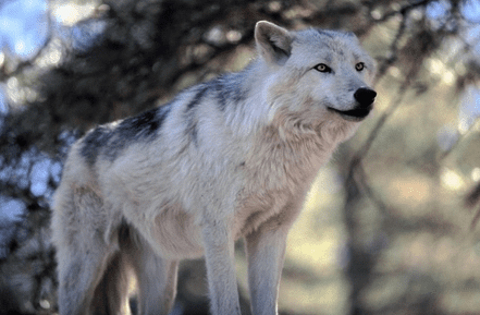 Tundra wolf Wolf