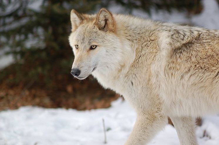 Tundra wolf Tundra Wolf Facts Adaptations Pictures Coniferous Forest