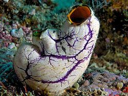 Tunicate Tunicate Wikipedia