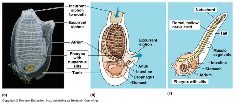 Tunicate Diagram