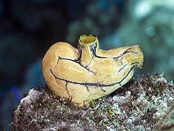 Tunicate Tunicates