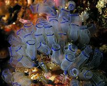 Tunicate httpsuploadwikimediaorgwikipediacommonsthu