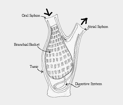 Tunicate What39s a Tunicate