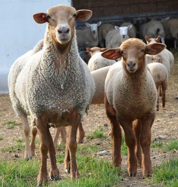 Tunis sheep Tunis Sheep
