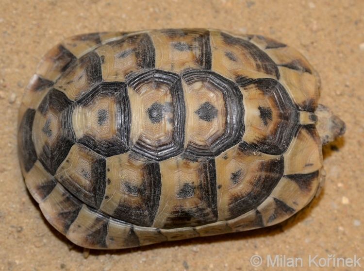 Tunisian spur-thighed tortoise Image Testudo graeca nabeulensis Tunisian Spurthighed Tortoise