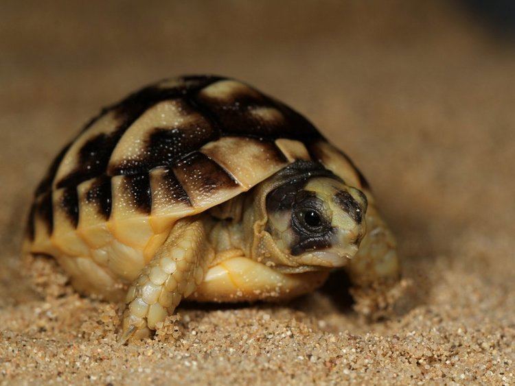 Tunisian spur-thighed tortoise Tunisian spurthighed tortoise born at Prague Zoo The Learned Lizard