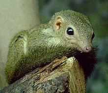 Tupaia (genus) httpsuploadwikimediaorgwikipediacommonsthu