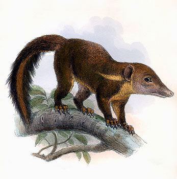 Tupaia (genus) Ruddy treeshrew Wikipedia