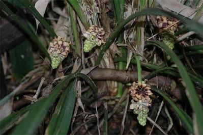 Tupistra himalayanplantsorg Speciality bulbsTupistra nutans