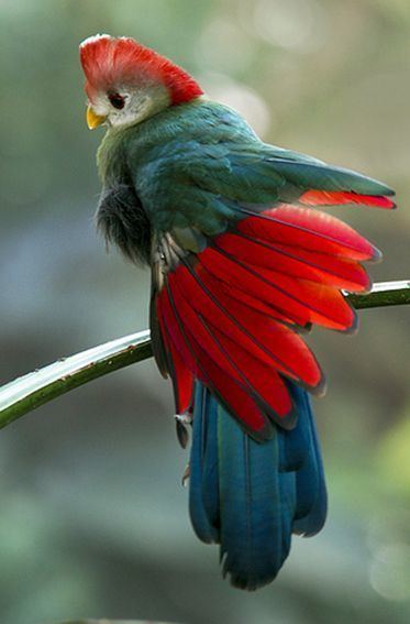 Turaco 1000 images about Loeries and Turaco39s on Pinterest Birds Africa