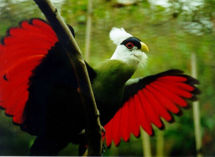 Turaco 1000 images about TURACOS on Pinterest Birds Tanzania and Ethiopia