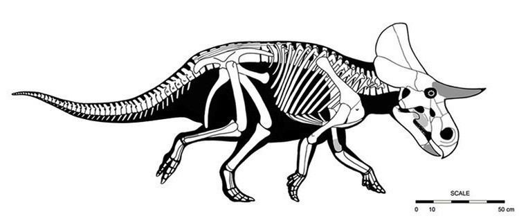 Turanoceratops Turanoceratops Pictures amp Facts The Dinosaur Database