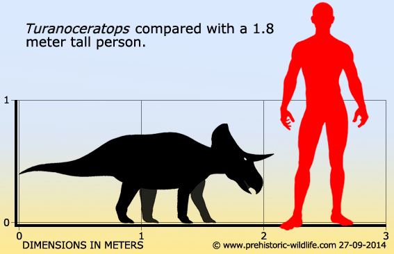 Turanoceratops wwwprehistoricwildlifecomimagesspeciesttura