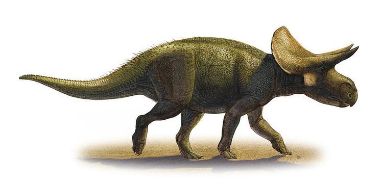 Turanoceratops turanoceratopstardabilissergeykrasovskiym Virtual
