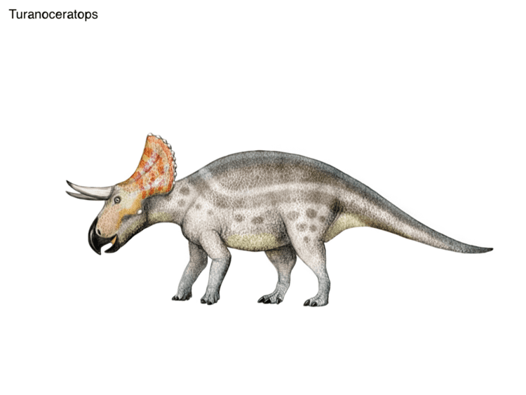 Turanoceratops Turanoceratops by cisiopurple on DeviantArt