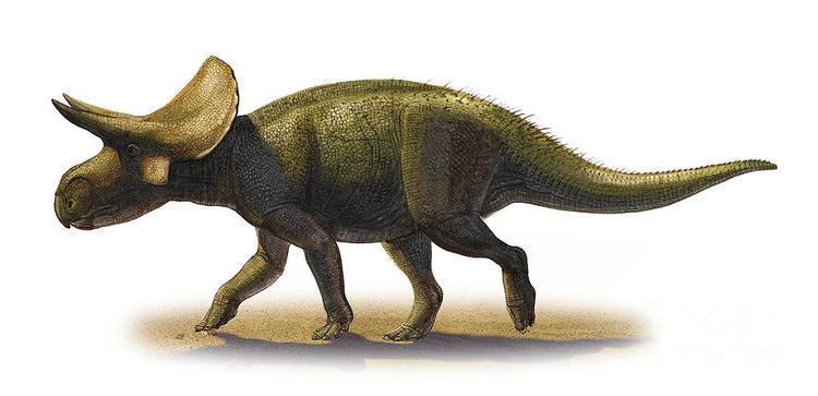 Turanoceratops Turanoceratops tardabilis