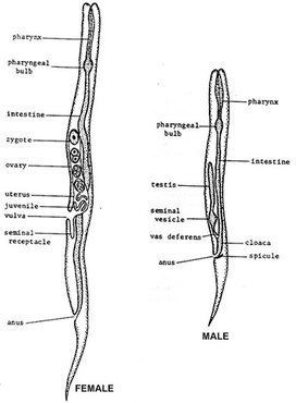 Different body parts of male and female Turbatrix aceti