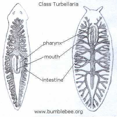 Turbellaria Platyhelminthes Class Turbellaria