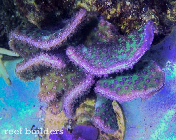 Turbinaria (coral) Turbinaria bifrons is the rarest stony coral you39ve never heard of