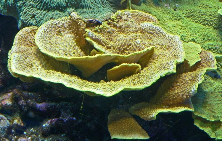 Turbinaria (coral) httpsuploadwikimediaorgwikipediacommons22