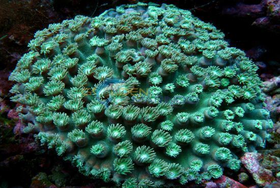 Turbinaria (coral) LPS Coral Turbinaria sp Golden Marindo Marine Fish and Live