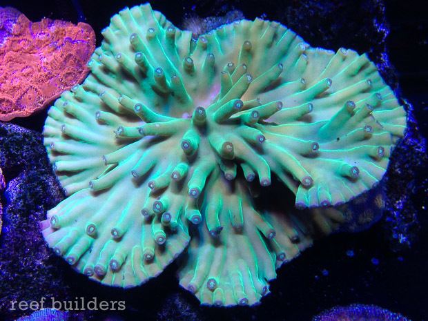 Turbinaria (coral) Turbinaria heronensis an incredible story of coral comeback Coral