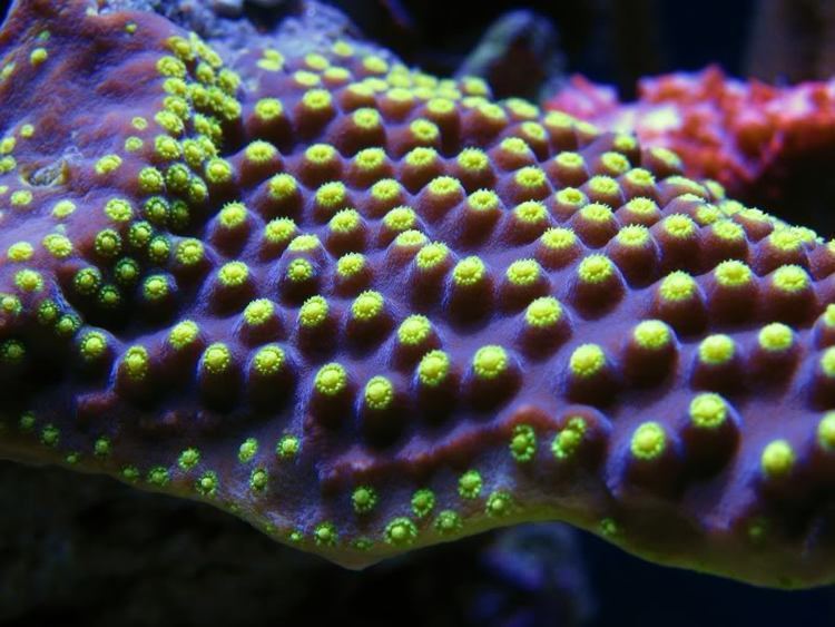Turbinaria (coral) Scroll coral Turbinaria reniformis Reef Central Online Community