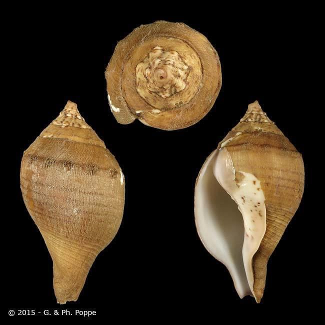 Turbinella pyrum TURBINELLIDAE Turbinella pyrum SINISTRAL ID502015 Shell