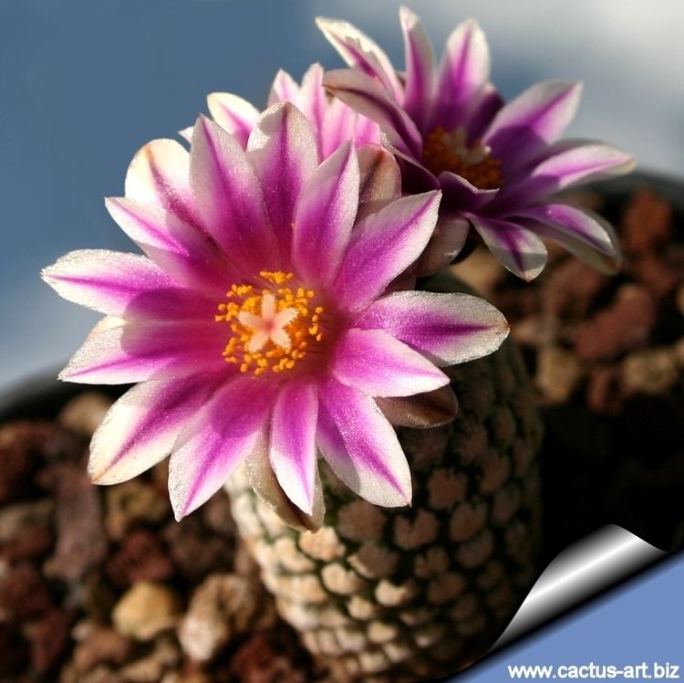 Turbinicarpus valdezianus wwwcactusartbizschedeTURBINICARPUSTurbinicar