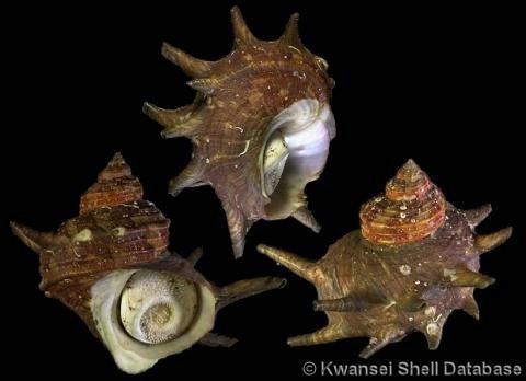 Turbo cornutus wwwgastropodscomShellImagesTTurbocornutus3jpg