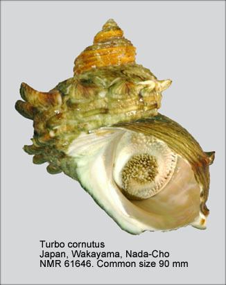 Turbo cornutus HomeNATURAL HISTORY MUSEUM ROTTERDAM Mollusca Gastropoda