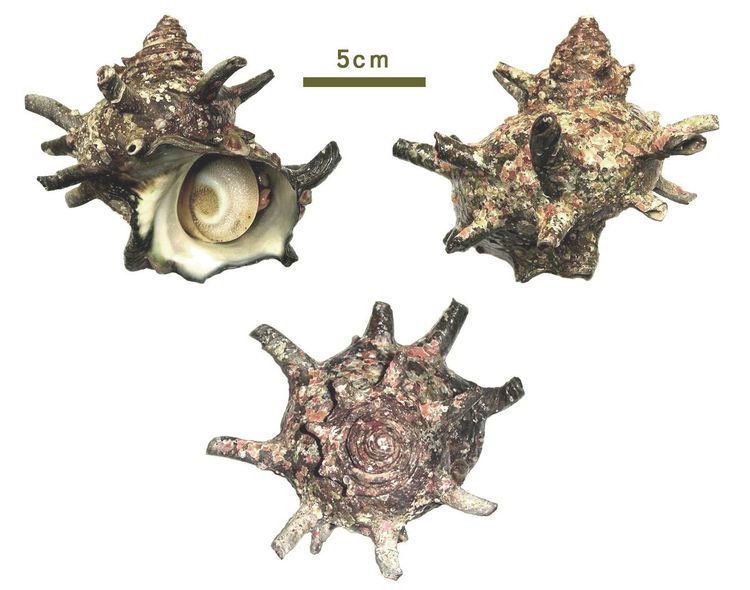 Turbo cornutus Turbo cornutus Wikipedia