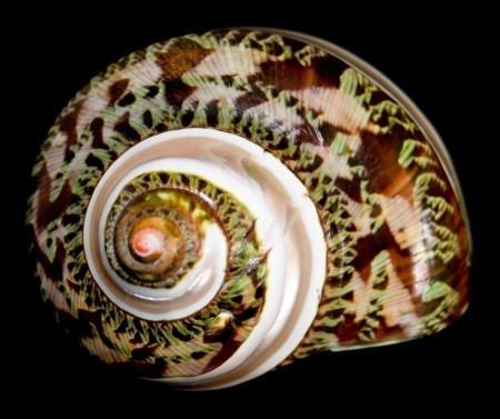 Turbo petholatus Turbo petholatus Linnaeus 1758 Dragoshellsjp