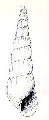 Turbonilla halistrepta