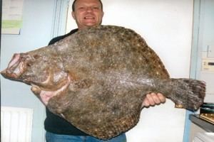 Turbot Big Fishes of the World TURBOT Scophthalmus maximus