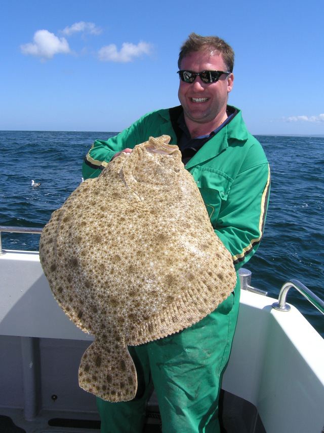 Turbot Tracking down Turbot by Roger Bayzand Ireland Fishing Diaries