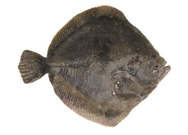 Turbot European Turbot Sold as Whole Fish or Fillets